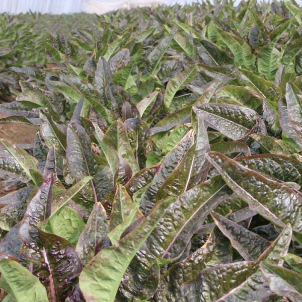 10月想種萵筍的農戶,趕緊試試這款耐寒性很好的品種吧 10月想種萵筍的農戶,趕緊試試這款耐寒性很好的品種吧