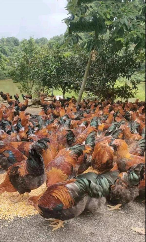 農村老鐵深山養土雞，年賺千萬逆襲成土豪，他是怎樣成功緻富的呢