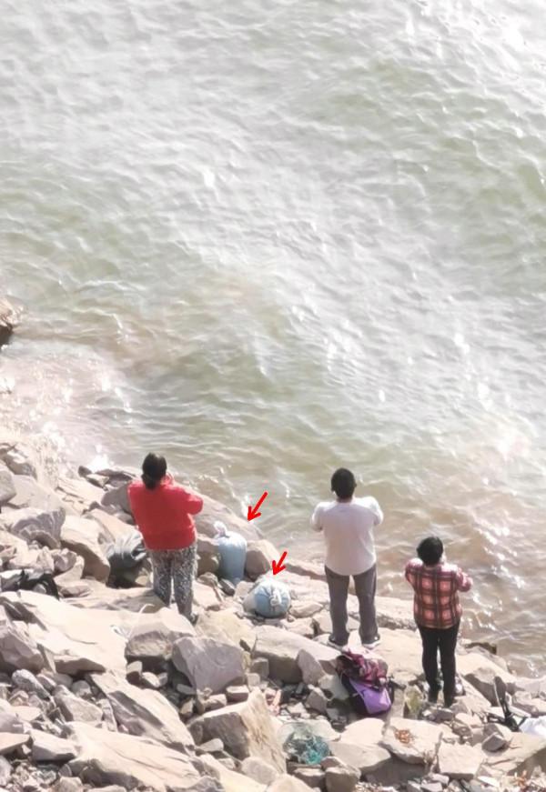 珠江邊成群泥鰍、黃鱔、黑魚亂竄，附近釣魚人：直直朝我們游來