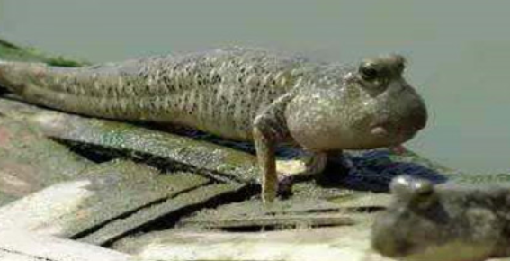 跳跳魚:我為了上岸跳了3億年,卻還是跳進了你們人類的廚房 跳跳魚:我為了上岸跳了3億年,卻還是跳進了你們人類的廚房