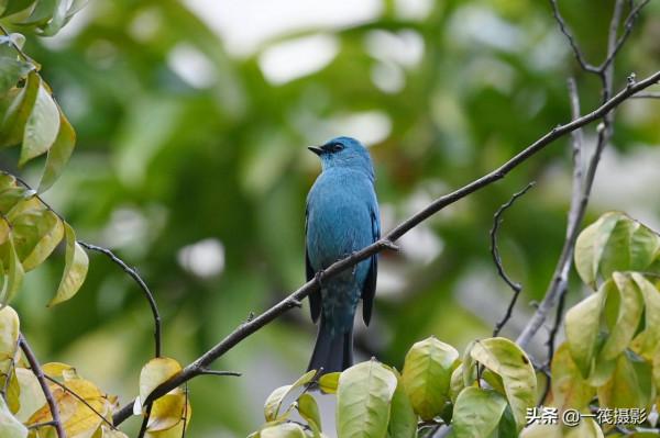 活躍在華南植物園裡的銅藍鶲