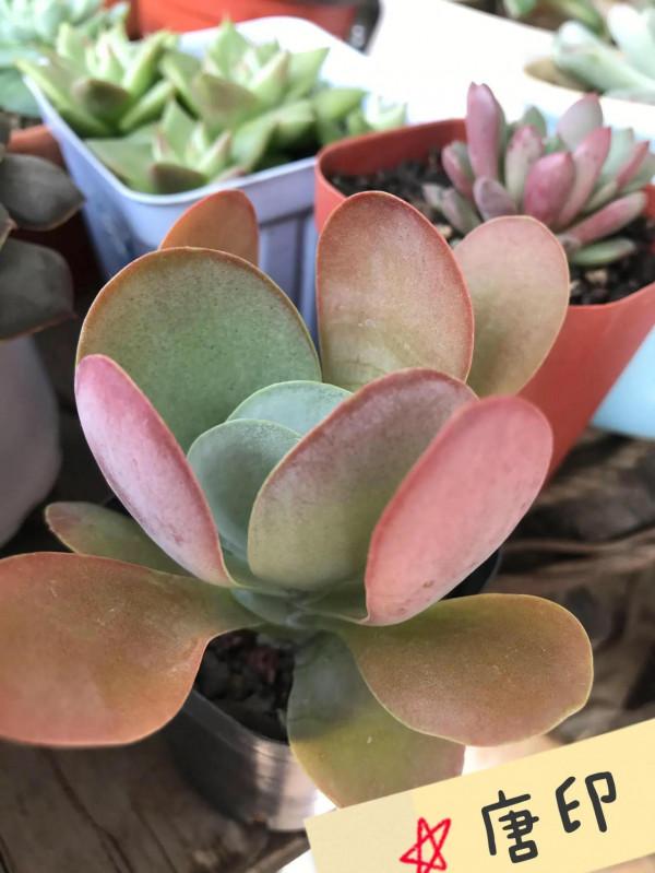 看人間煙火 看人間煙火