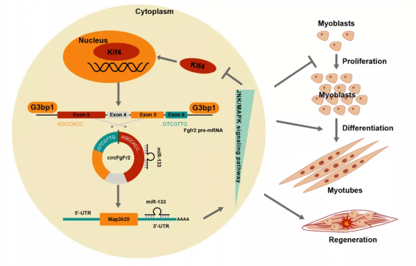 科研進展丨科研人員繪製豬骨骼肌生長髮育環狀RNA圖譜 科研進展丨科研人員繪製豬骨骼肌生長髮育環狀RNA圖譜