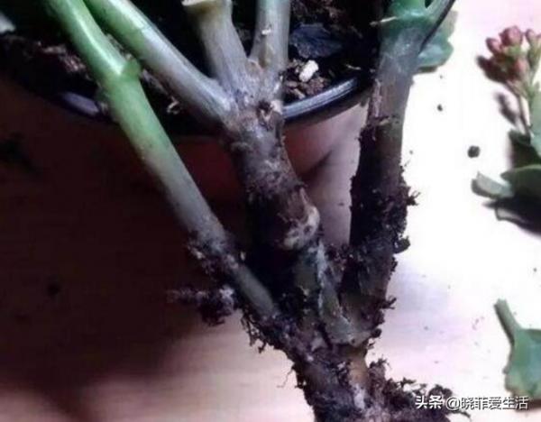 4種“吉利花”，被水澆死了不要扔，簡單處理又能長滿盆