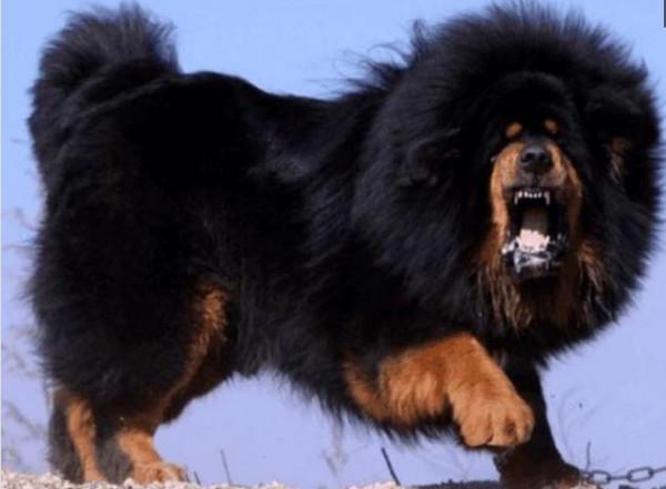 這種藏獒是世界上最貴的狗！來看看它是什麼樣子的