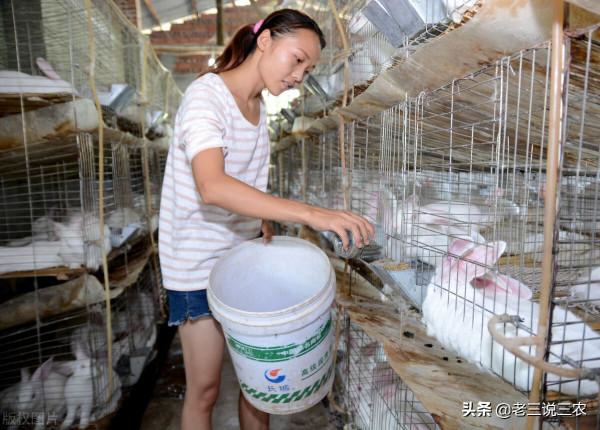 只要刷一刷曬一曬，能讓牛羊兔，長得快，無病蟲，效果好，掙錢多