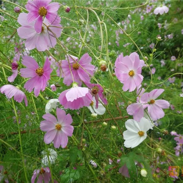 美哭了！不用去雲貴高原，在北京就能欣賞到的超美梯田，還免門票~