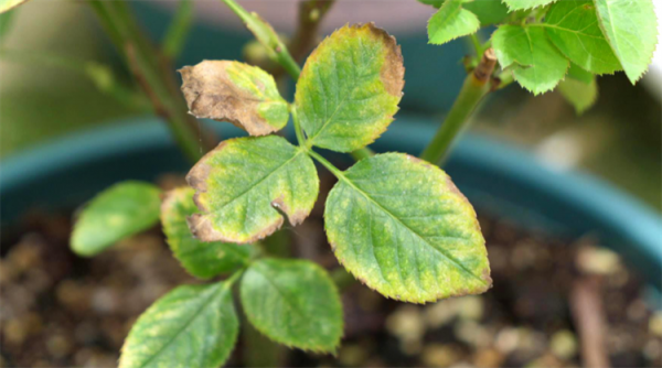 花葉發黃應該怎麼辦？從5個方面做出調整，十有八九能挽救回來