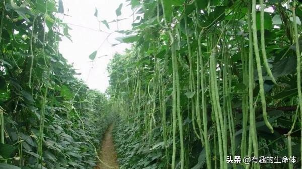 這14種豆類糧食你見過幾種，吃過幾種呢？很多人分不清是什麼豆子