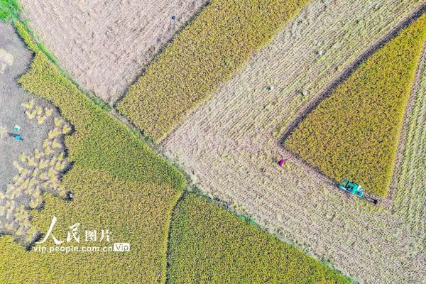 湖南新田：稻穀黃 秋收忙