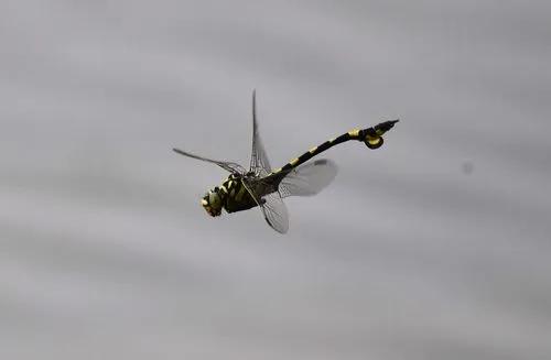 與直升機最為相似的一種蜻蜓 大團扇春蜓