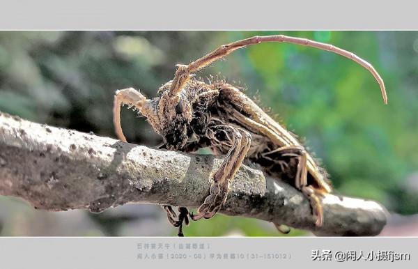手機昆蟲攝影:天牛,拍攝技巧分享,你見過這幾種天牛嗎? 手機昆蟲攝影:天牛,拍攝技巧分享,你見過這幾種天牛嗎?