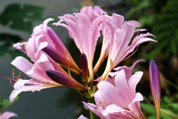 鹿蔥花也叫夏水仙花，一種深受大家喜愛的花