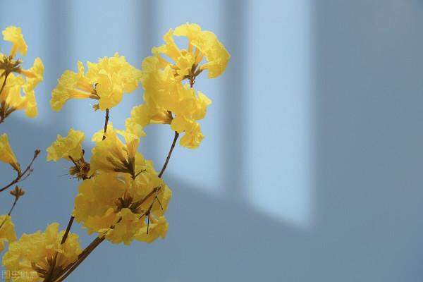 又到了每年風鈴木開花的時候