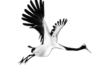 中國風 一個關於高階黑的水墨之居