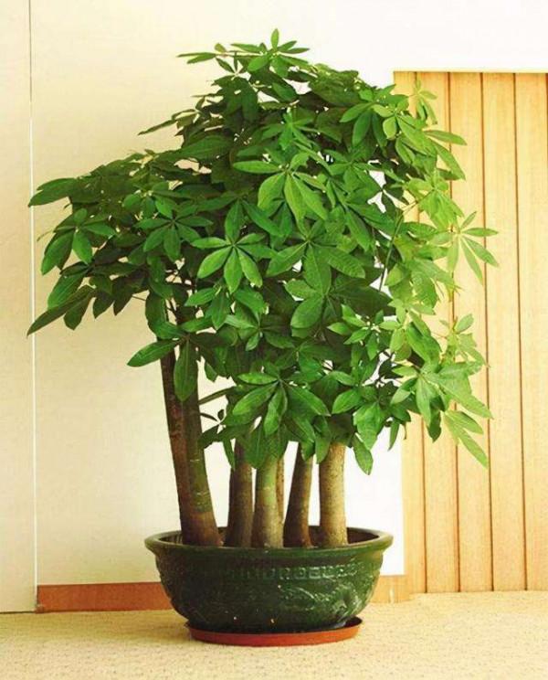 9種富貴花,長成老樁也要用“小盆”養,不然爛根又黃葉,難養好 9種富貴花,長成老樁也要用“小盆”養,不然爛根又黃葉,難養好