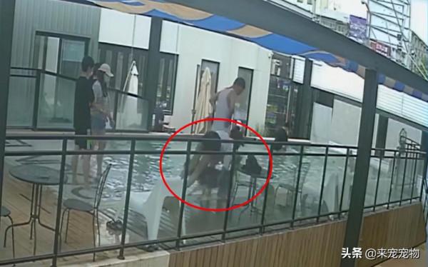 二哈被車撞居然毫髮無傷,主人含淚賠款車主三萬 二哈被車撞居然毫髮無傷,主人含淚賠款車主三萬