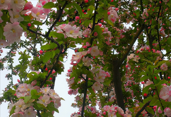 適合庭院種的“四大名貴樹”，經典美麗寓意好，寓意深遠價值高