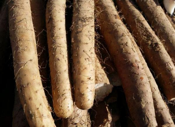 4種食物是胃部“修復劑”？胃病患者常吃點，胃可能會“感激”你