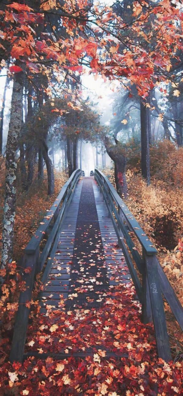 （Nadia Bulgaria）「周運」白羊，金牛，雙子10.11-10.17