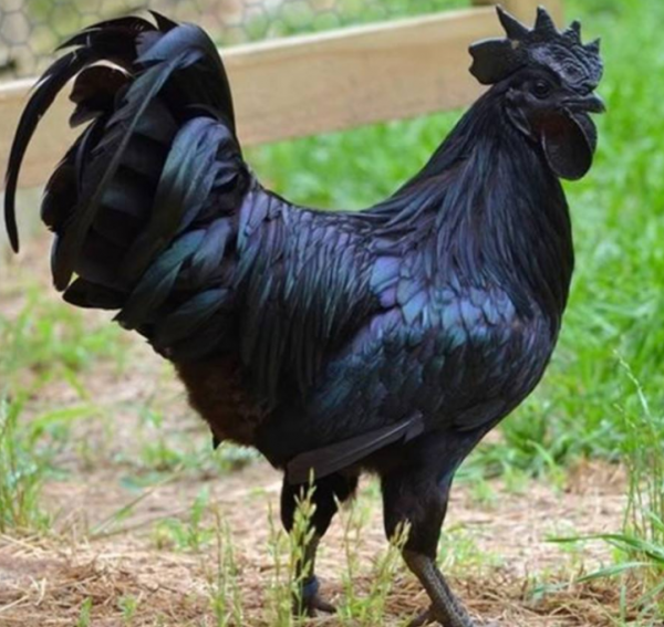 66張圖片帶你看看，那些有著驚豔“顏值”的動物