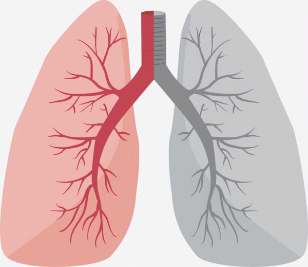 肺的功能與作用，你的肺功能還好嗎？中醫養肺更有效