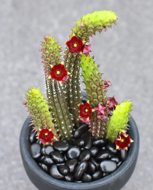 多肉品種：小紅嘴、孔雀丸、青龍角、肋骨牡丹、鋼絲球玉露