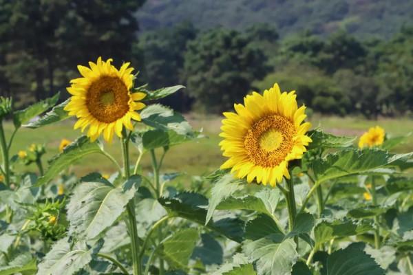 中秋去哪兒:粉黛染山頭,如煙似霞浪漫朦朧 中秋去哪兒:粉黛染山頭,如煙似霞浪漫朦朧