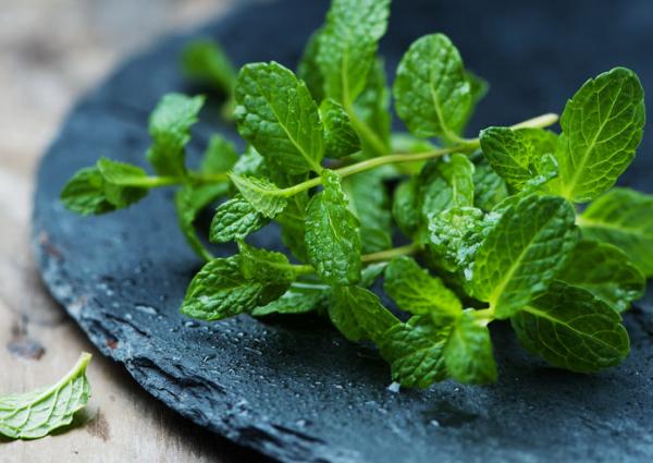 這種草藥不僅氣味清新更是夏日食療佳品 這種草藥不僅氣味清新更是夏日食療佳品