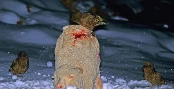 惹惱牧民的大鸚鵡：啄羊鸚鵡是如何從高山精靈，淪為啄羊惡棍的？