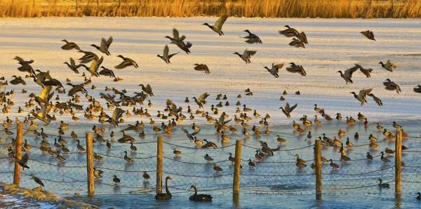 黑天鵝、小狐狸、遷徙水鳥排排坐 北京文化帶上的萌物們在等著你 黑天鵝、小狐狸、遷徙水鳥排排坐 北京文化帶上的萌物們在等著你