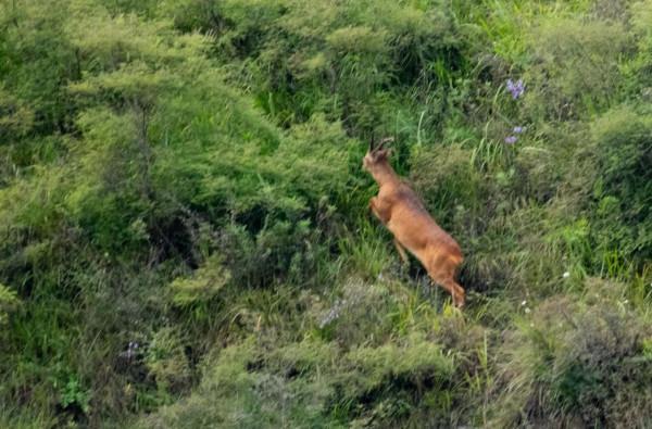 房山區霞雲嶺等地頻現野狍子 房山區霞雲嶺等地頻現野狍子