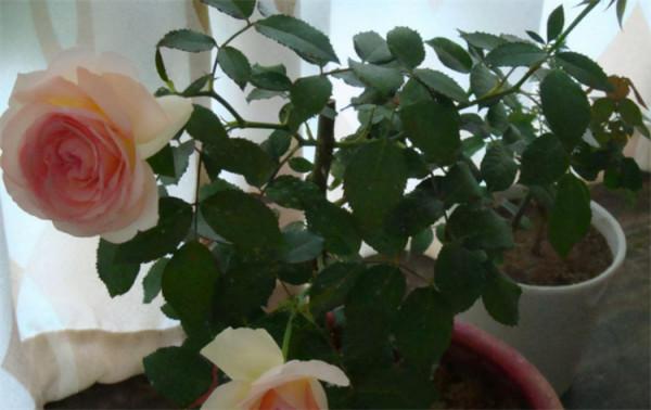 移栽花卉時,有4件事必須做,而有3件事不宜動,盆栽植株成活率高 移栽花卉時,有4件事必須做,而有3件事不宜動,盆栽植株成活率高