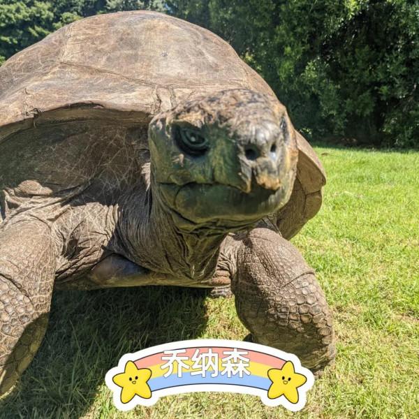 神龜雖壽，猜猜看到底有多壽