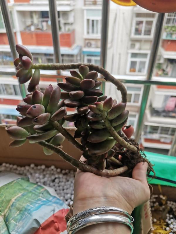 今天到了箱多肉開箱