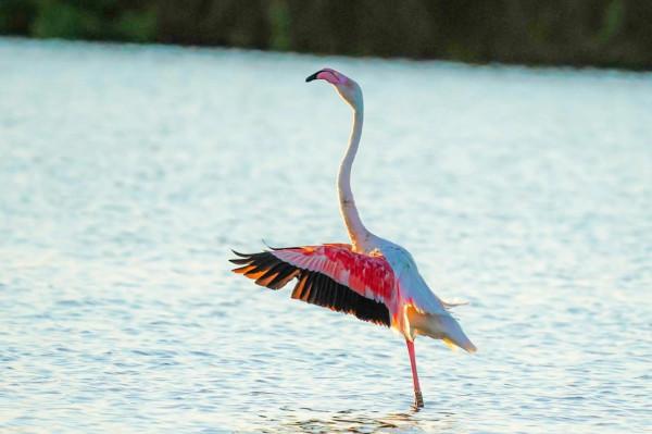 照片故事~火烈鳥 照片故事~火烈鳥