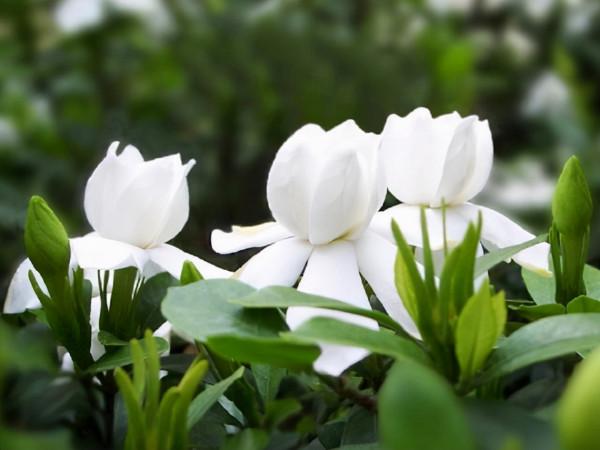 種一盆又香又美的花,花香縈繞,令人心情美麗愉悅 種一盆又香又美的花,花香縈繞,令人心情美麗愉悅