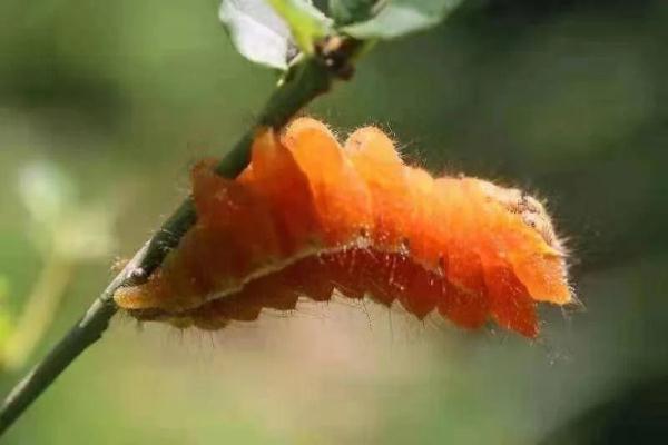 你見過五顏六色的蠶寶寶嗎? 你見過五顏六色的蠶寶寶嗎?