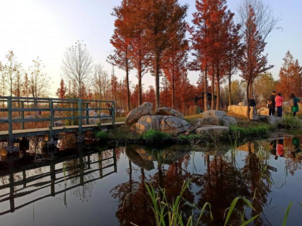 波光瀲灩水杉紅，層林盡染如畫中（之五）