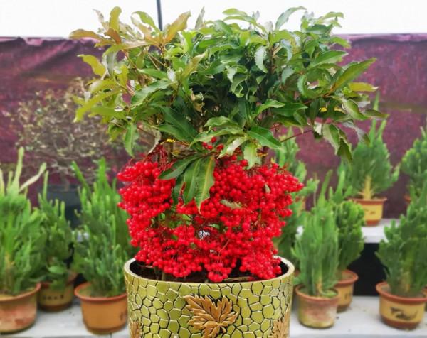 4種“富貴花卉”，家裡養一盆，喜慶又招財