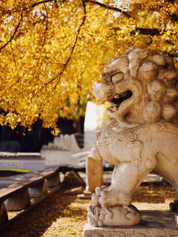 在北京過個秋天，立刻退掉了去騰衝的機票