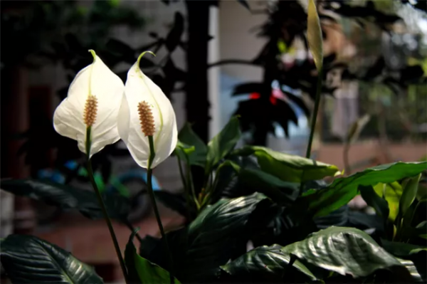 有錢人家的客廳，什麼花都可以不養，但這10種植物應該有
