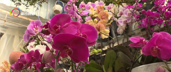 雙節臨近 盆栽花消費漸熱