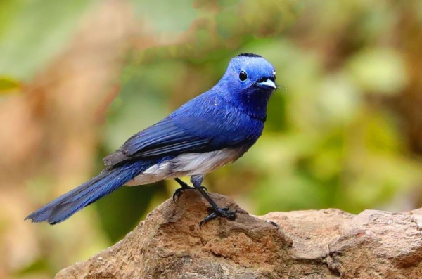 青黃兩種鳥，都是山間的精靈，誰更符合你的審美觀？