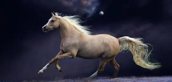 30多幅駿馬奔騰圖欣賞