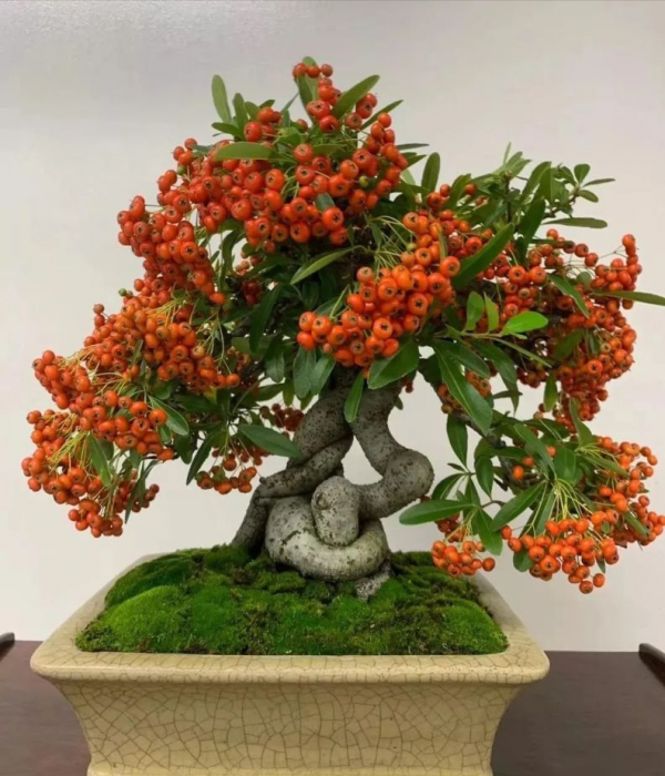 7種&OpenCurlyDoubleQuote;吉祥果&rdquo;家裡放一盆，鮮紅欲滴真可愛，喜氣洋洋顯&OpenCurlyDoubleQuote;富貴&rdquo;