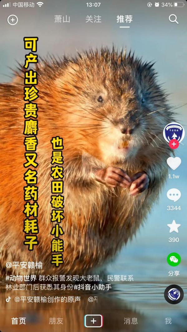 長這麼大才知道水老鼠是國家一級保護動物