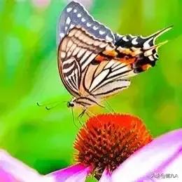 好漂亮的蝴蝶，美麗的草原我的家風景如畫