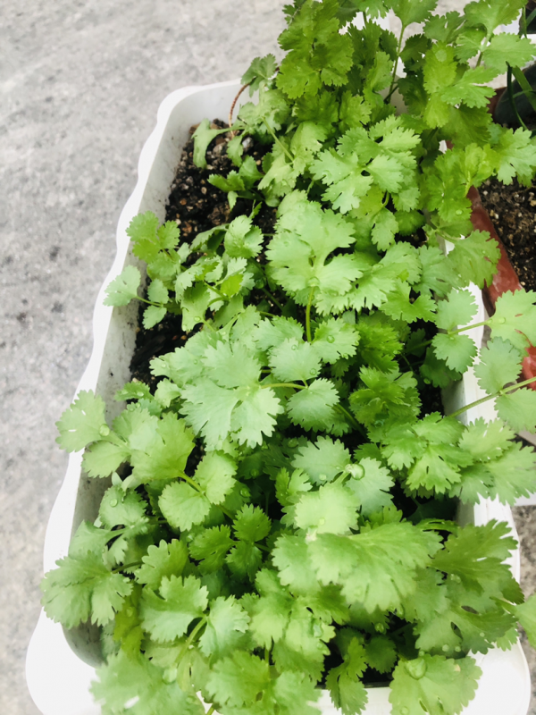 蔬菜頭別扔，種土裡乎乎長小苗，半個月就能吃