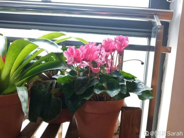 年宵花買回家，黃葉掉苞問題多，趕緊試試“急救”方法